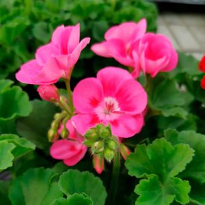 OPG Matea Ivček pelargonija stajaća